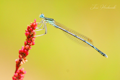Platycnemis pennipes