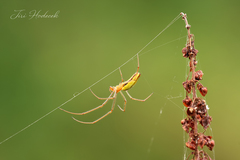 Tetragnatha