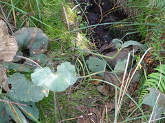 Gunnera perpensa, photograph (c) Shaun Swanepoel, some rights reserved (CC BY)