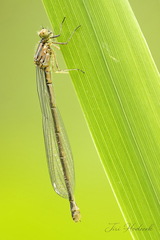 Coenagrion puella