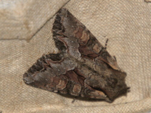 Light Brocade