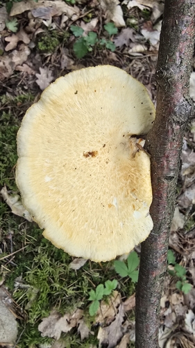 hexagonal-pored polypore