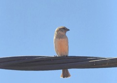 Passer melanurus