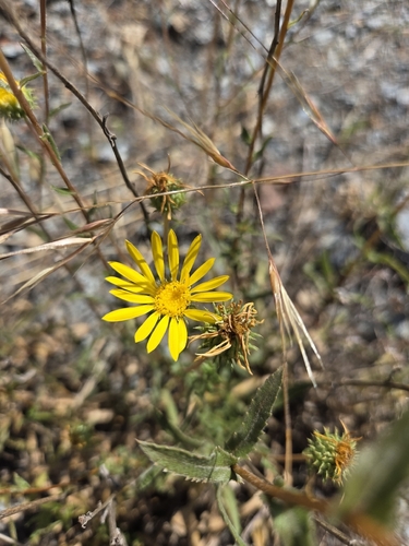Grindelia hirsutula, photograph 2