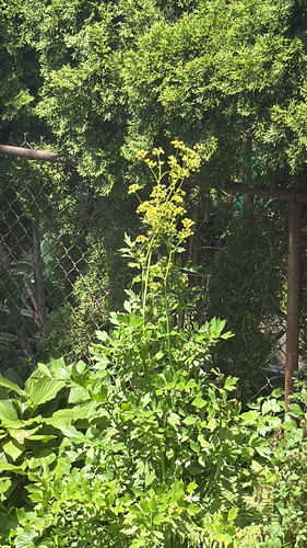 Levisticum officinale, 2026-06-14