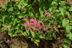 Antigonon