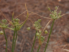 Allium longispathum, photograph (c) Duarte Frade, some rights reserved (CC BY)