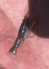 Procambarus regiomontanus