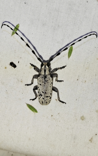 Eutaenia alboampliata, 2026-06-14