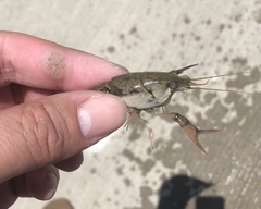 Procambarus regiomontanus