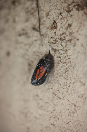 Monarch Butterfly