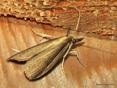 Peoria gematella