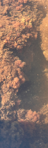 Asparagopsis taxiformis observed 2026-06-03