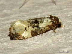 Phalonidia memoranda