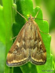 Loxostege munroealis