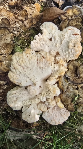 Tiered tooth fungus