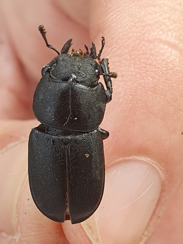 Lesser Stag Beetle