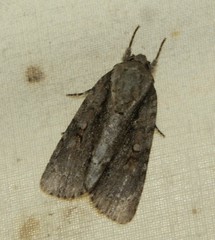 Acronicta connecta