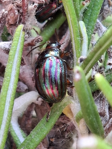 Rosemary Beetle