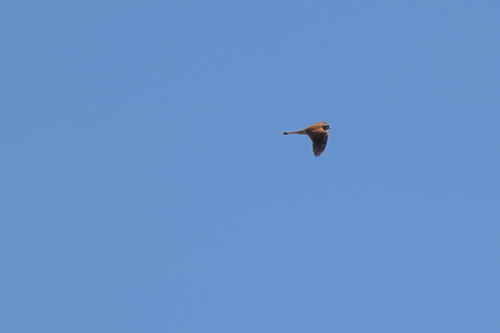 Eurasian Kestrel