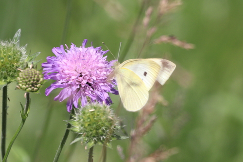 Small White