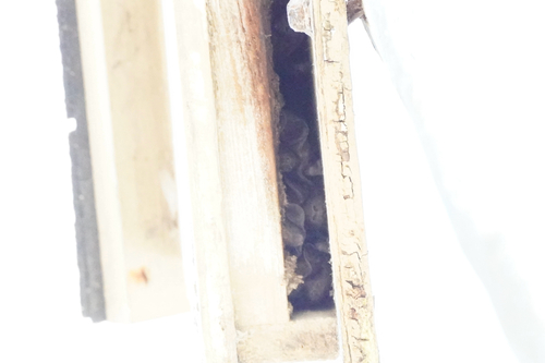 Florida Bonneted Bat