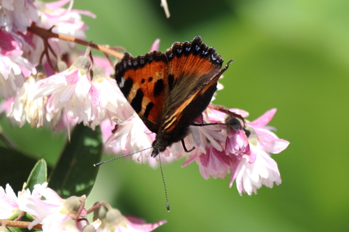 Small Tortoiseshell