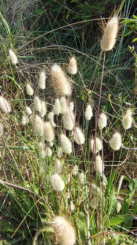 Hare's Tail Grass