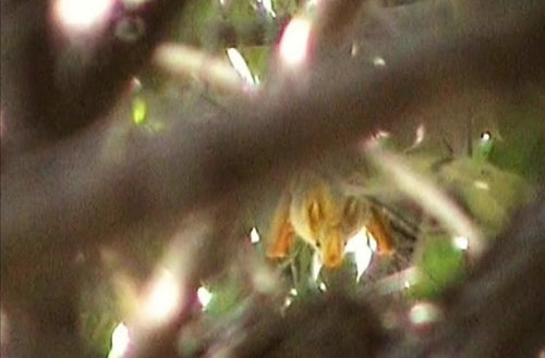 Yellow-winged Bat