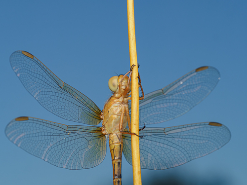 Keeled Skimmer