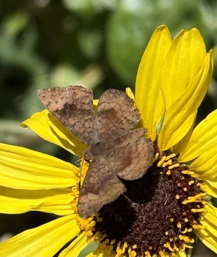 iNaturalist observation photo of Fatal Metalmark