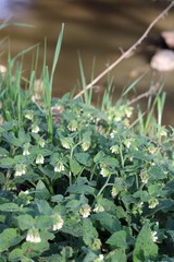 Symphytum tauricum