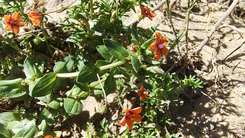 scarlet pimpernel
