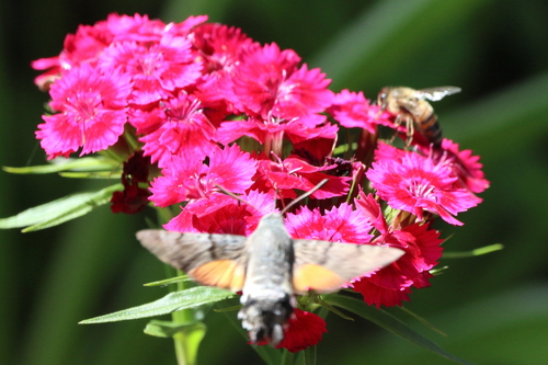 Eurasian Hummingbird Hawkmoth