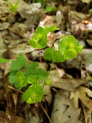 Tithymalus