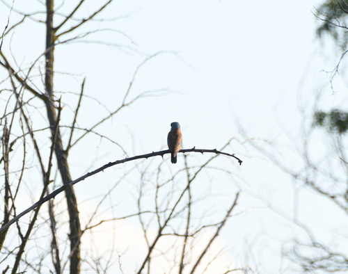 European Roller