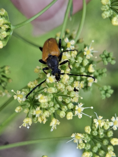 tawny longhorn beetle