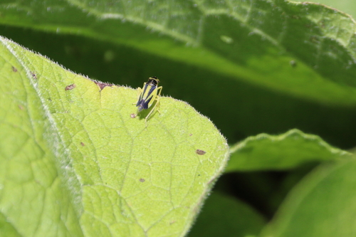 Evacanthus interruptus