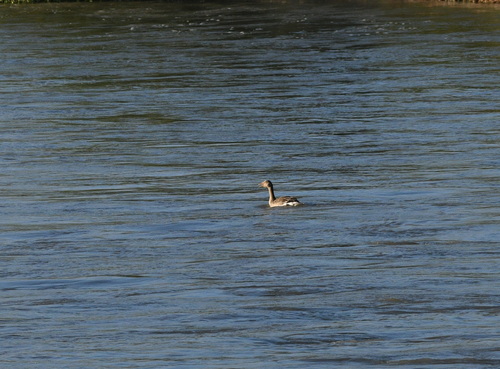 Greylag Goose