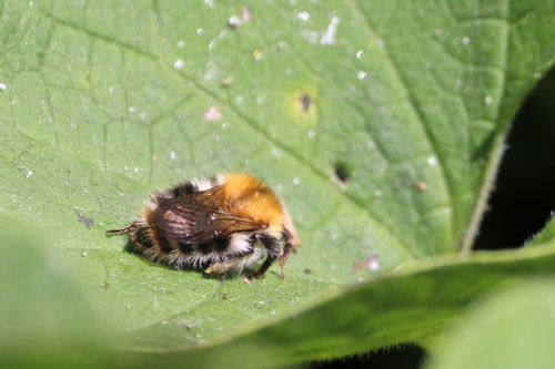 Common Carder Bumble Bee