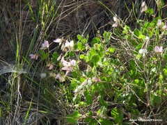 Ononis rotundifolia