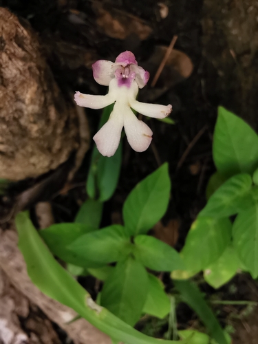 Cynorkis fastigiata observed 2026-06-14