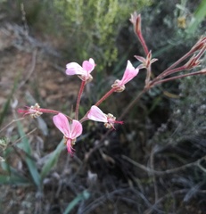 Pelargonium dipetalum