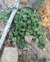 Falkia