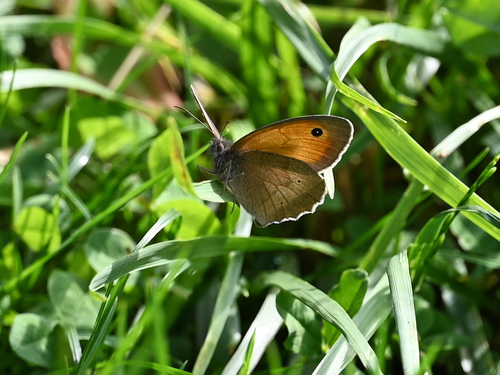 Meadow Brown