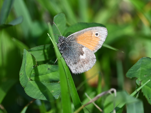 Small Heath