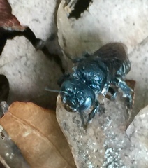 Lithurgopsis gibbosa