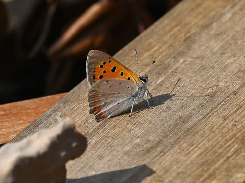 Small Copper