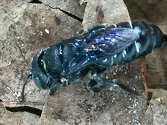 Lithurgopsis gibbosa