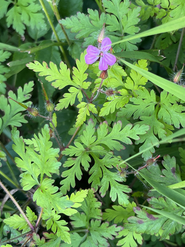 Herb Robert